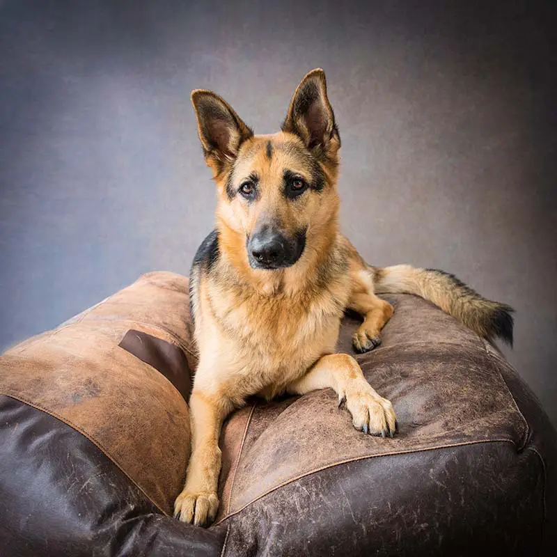 Dog Portrait Photography London